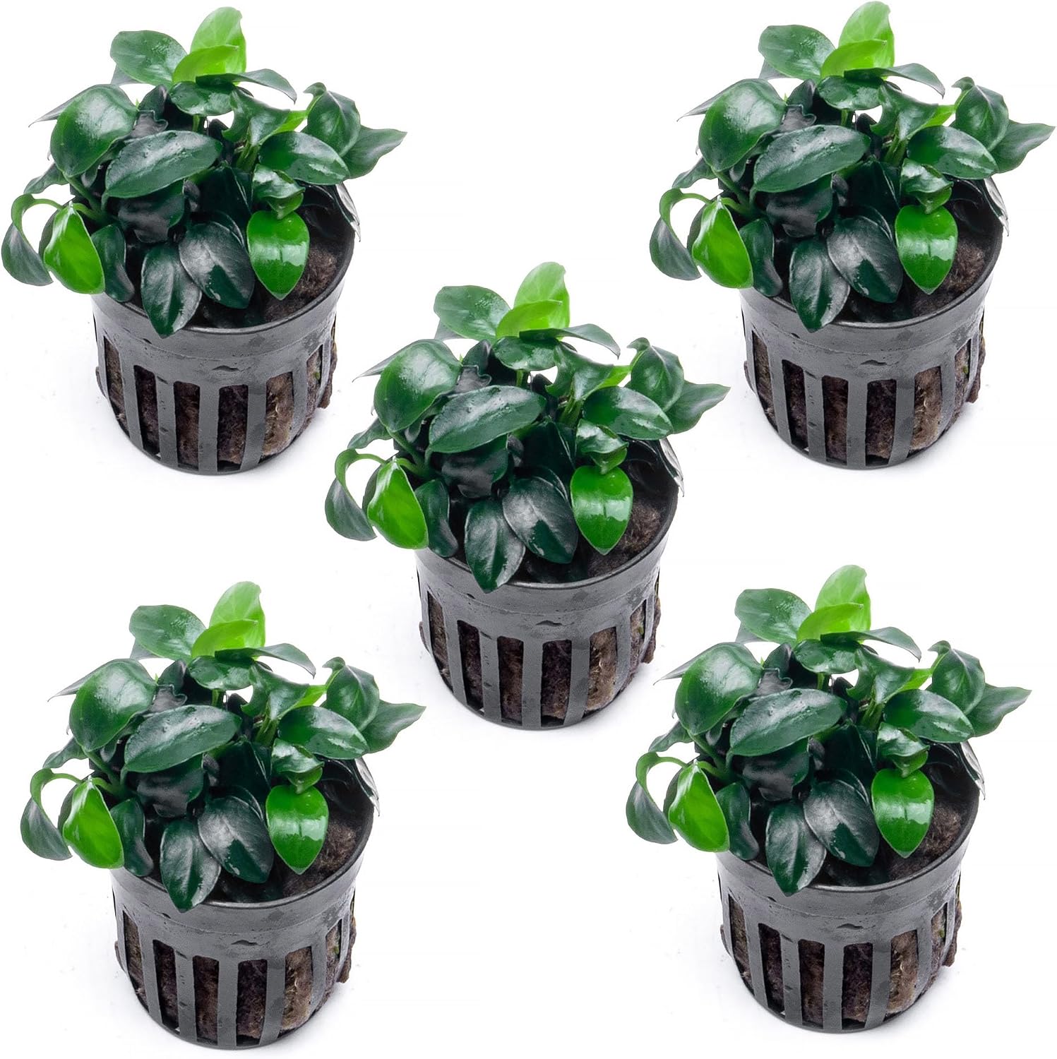 Anubias Nana Live Aquarium Plants - Potted Freshwater Plant for Fish Tanks, Terrariums - Beginner Friendly Low Light (1 Pot)