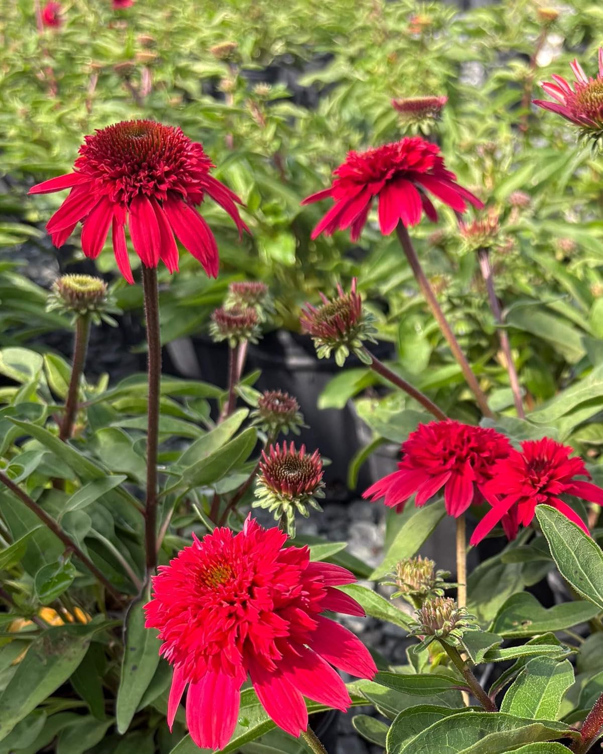 Echinacea purpurea ‘Cheyenne Spirit’ (Coneflower) Live Perennial, Size-#1 Container, Mixed Color Summer Flowers, USDA Zones 4-8
