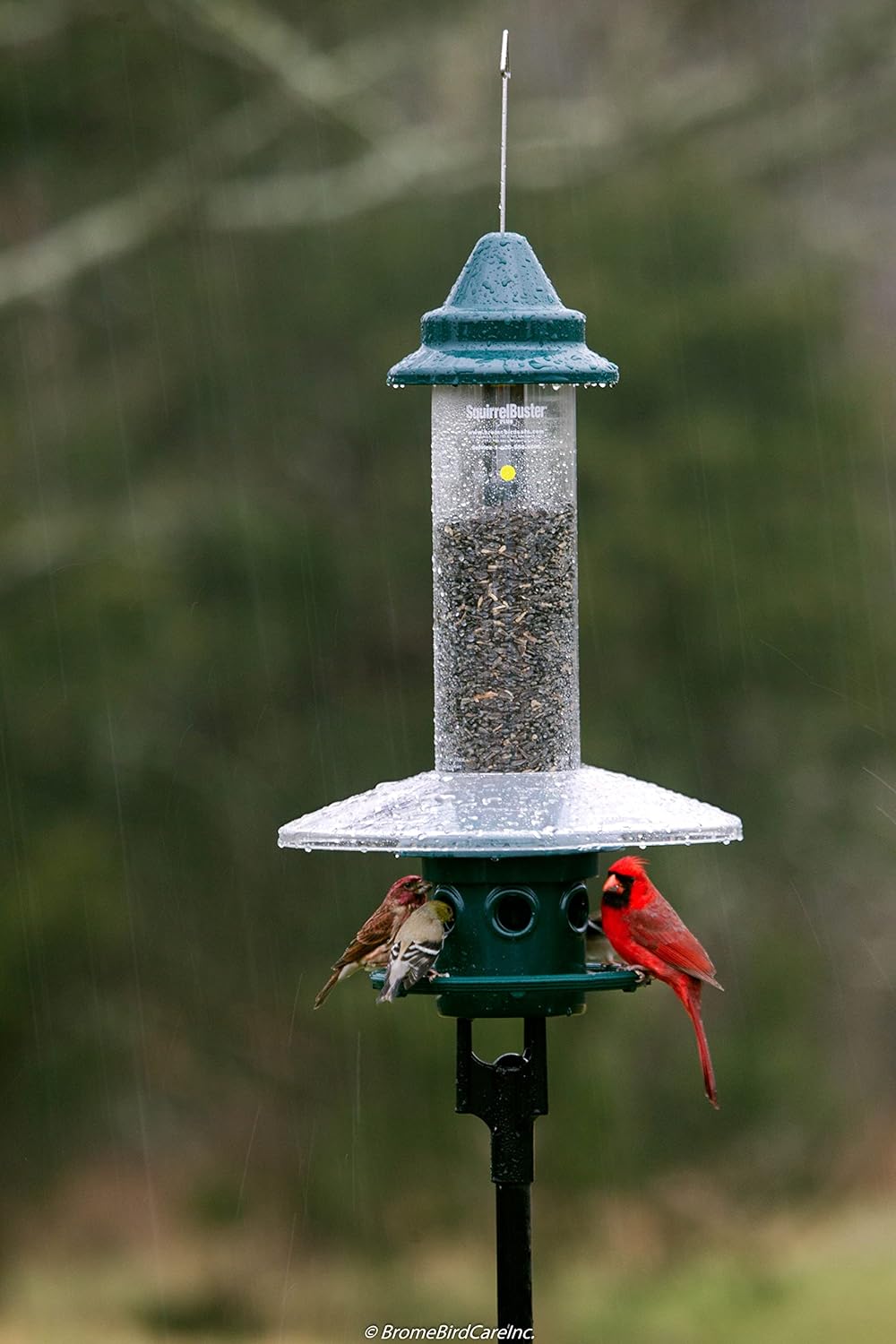 Squirrel Buster Plus Squirrel-proof Bird Feeder w/Cardinal Ring and 6 Feeding Ports, 5.1-pound Seed Capacity, Adjustable