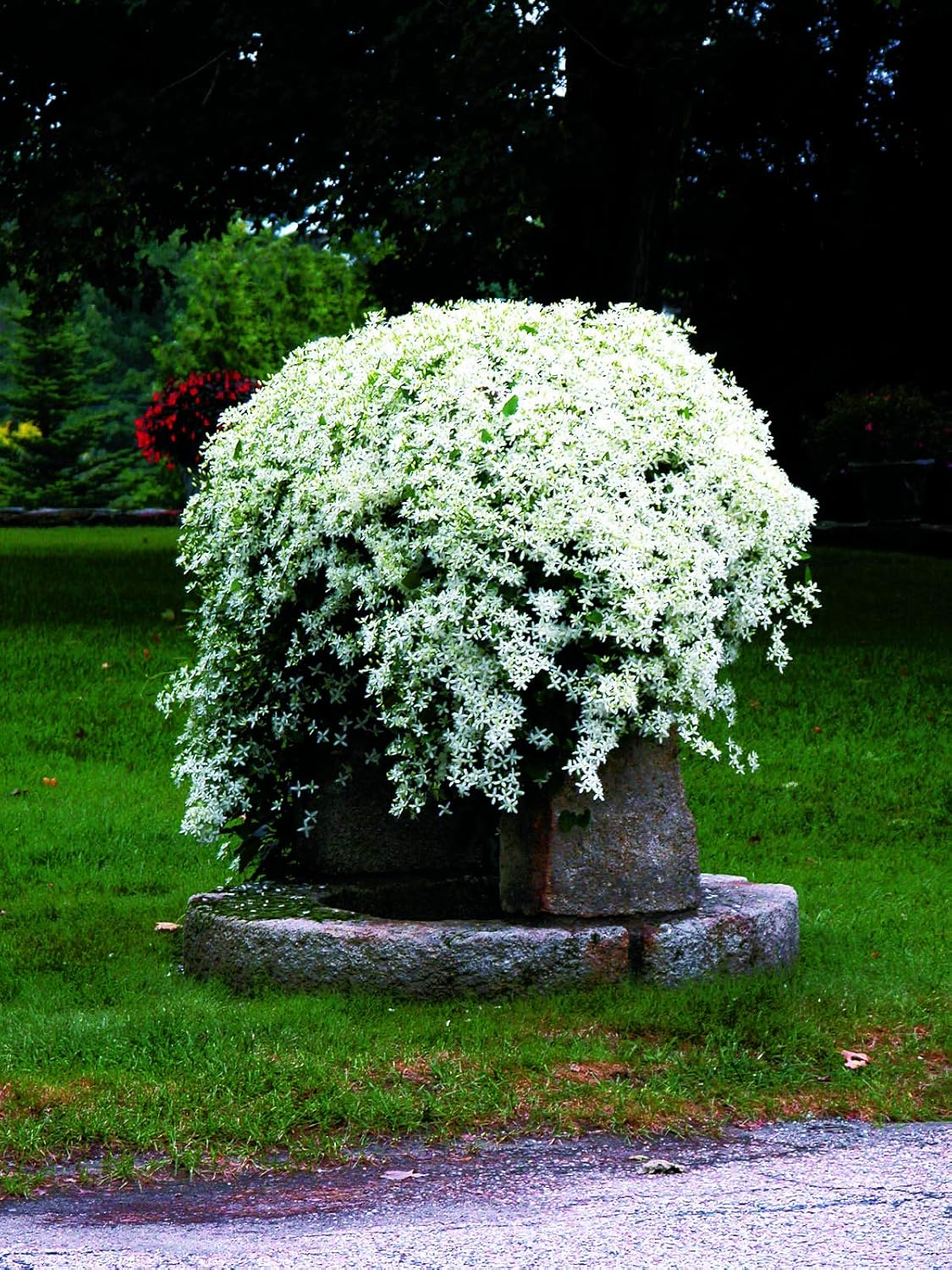 Raymond Evison Clematis - Clematis Giselle (Clematis) Perennial, pink flowers, 8`` - Size Container