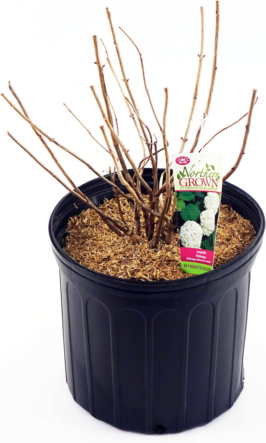 First Editions - Hydrangea pan. Vanilla Strawberry (Panicle Hydrangea) Shrub, white/pink/red flowers, #3 - Size Container