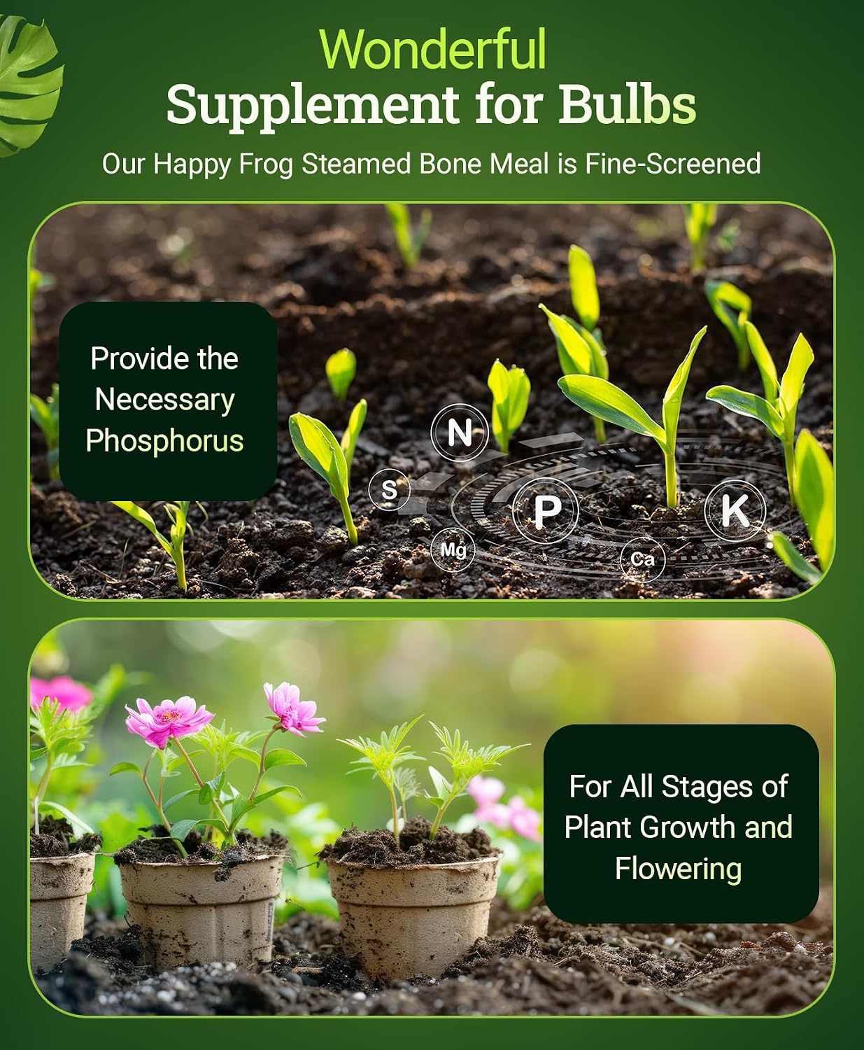 FoxFarm Happy Frog Steamed Bone Meal Fertilizer - Fine-Screened Phosphorus Fertilizer with Calcium & Mycorrhizal Fungi