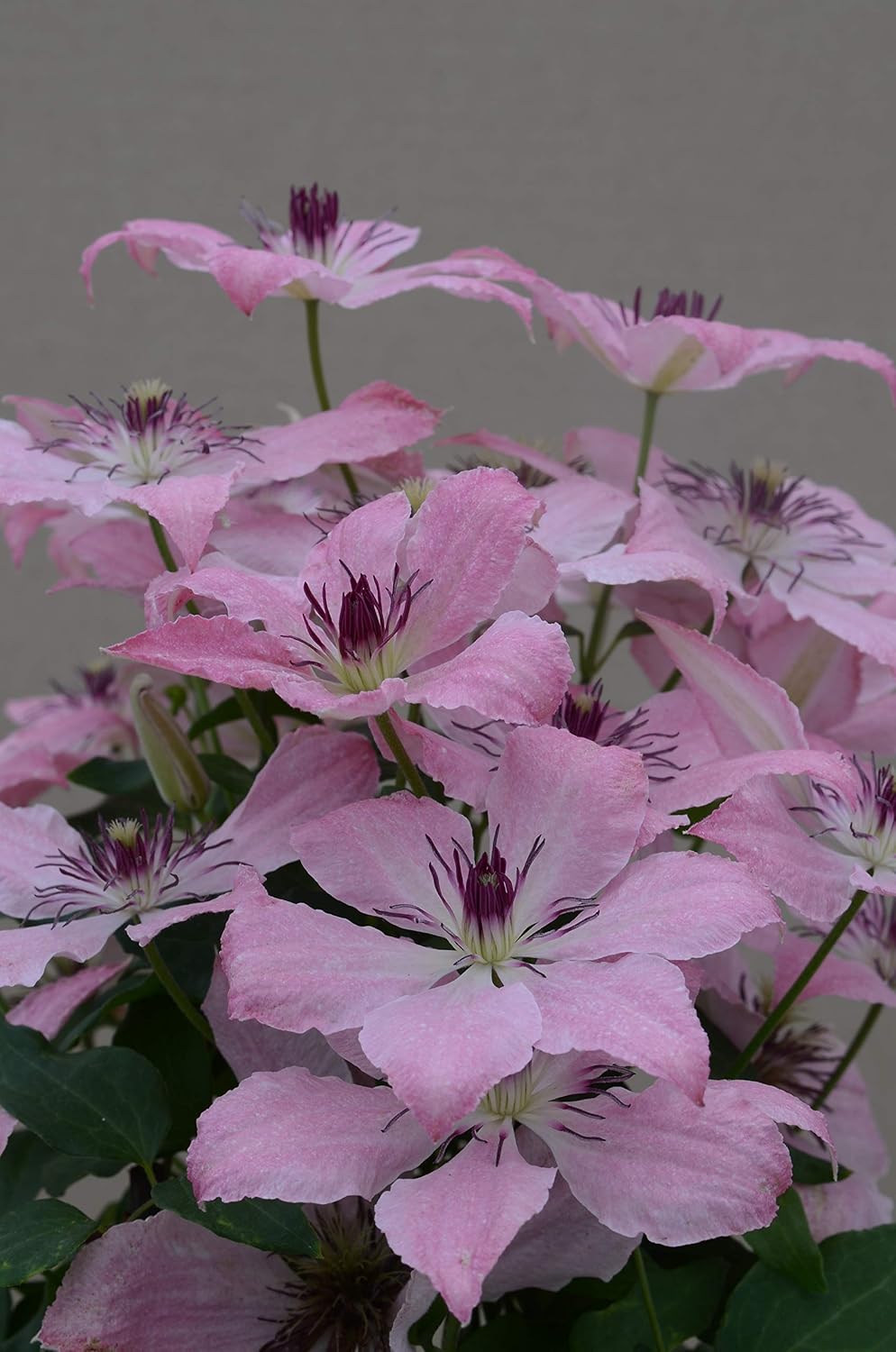 Raymond Evison Clematis - Clematis Giselle (Clematis) Perennial, pink flowers, 8`` - Size Container