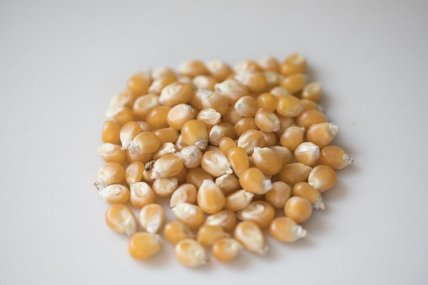 Amish Country Popcorn | 6 lb Bag | Mushroom Popcorn Kernels | Old Fashioned, Non-GMO and Gluten Free (Mushroom - 6 lb Bag)