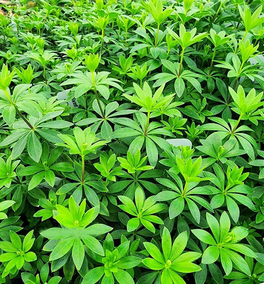 Live Ground-Cover Plants - Pachysandra Terminalis + Japanese Spurge - [Qty: 25 Bare Roots] - (Click for Other Available Plants/Quantities)