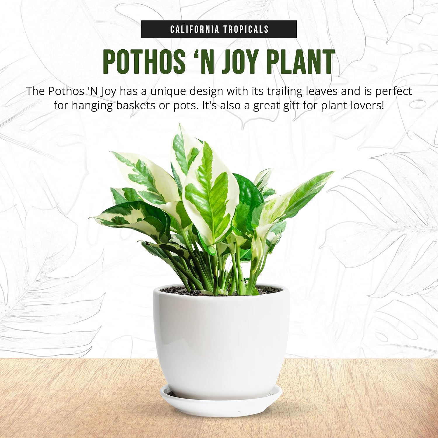 California Tropicals Pothos 'N Joy - 4" Live Plant - Variegated White and Green Leaves - Easy to Care for - Perfect for Home Decor, Gifts