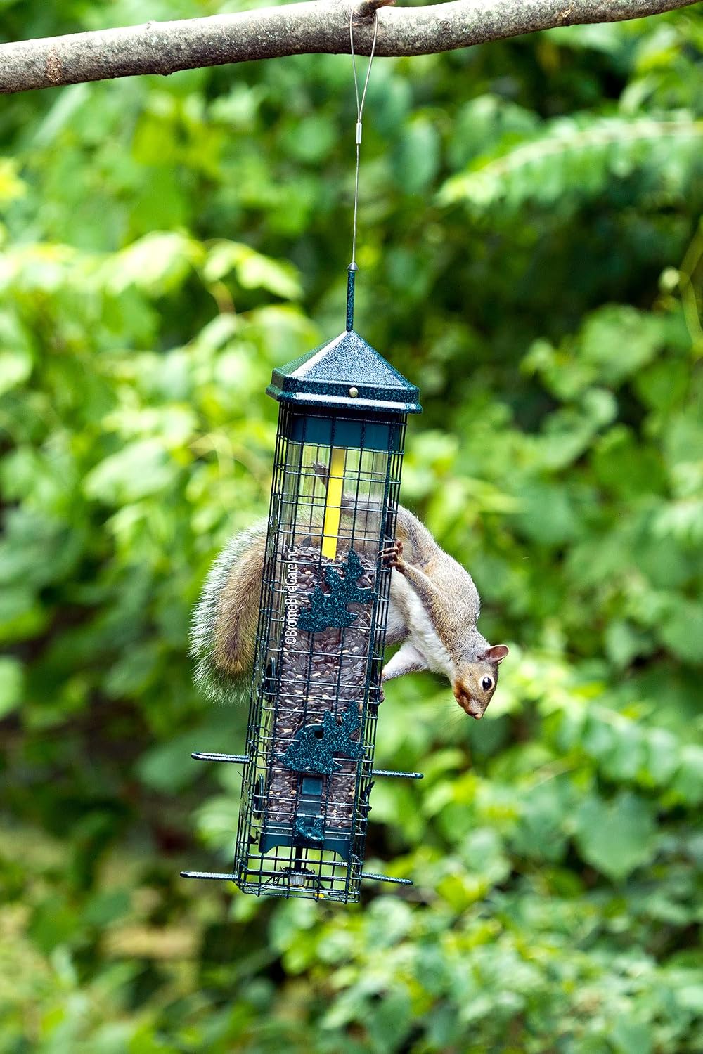 Squirrel Solution200 Squirrel-proof Bird Feeder w/6 Feeding Ports, 3.4-pound Seed Capacity, Free Seed Funnel | Six ports