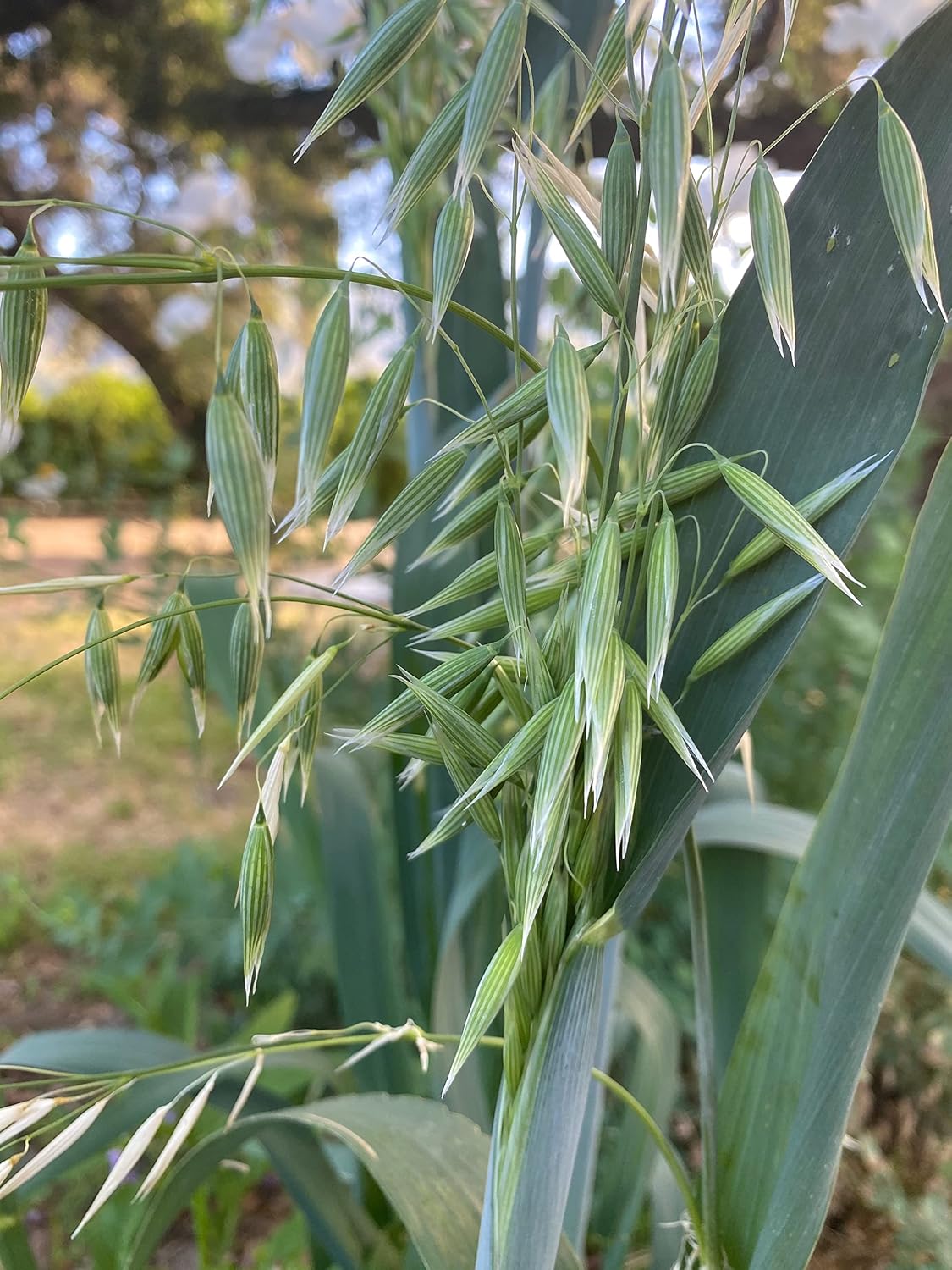 All Good Things Organic Hard Red Spring Wheat Seeds for Planting: 200 Count | Classic Bread-Baking Wheat, High-Protein Hard Red Kernels, Homestead Grain Plot Staple, Doubles as Cover Crop, Non-GMO