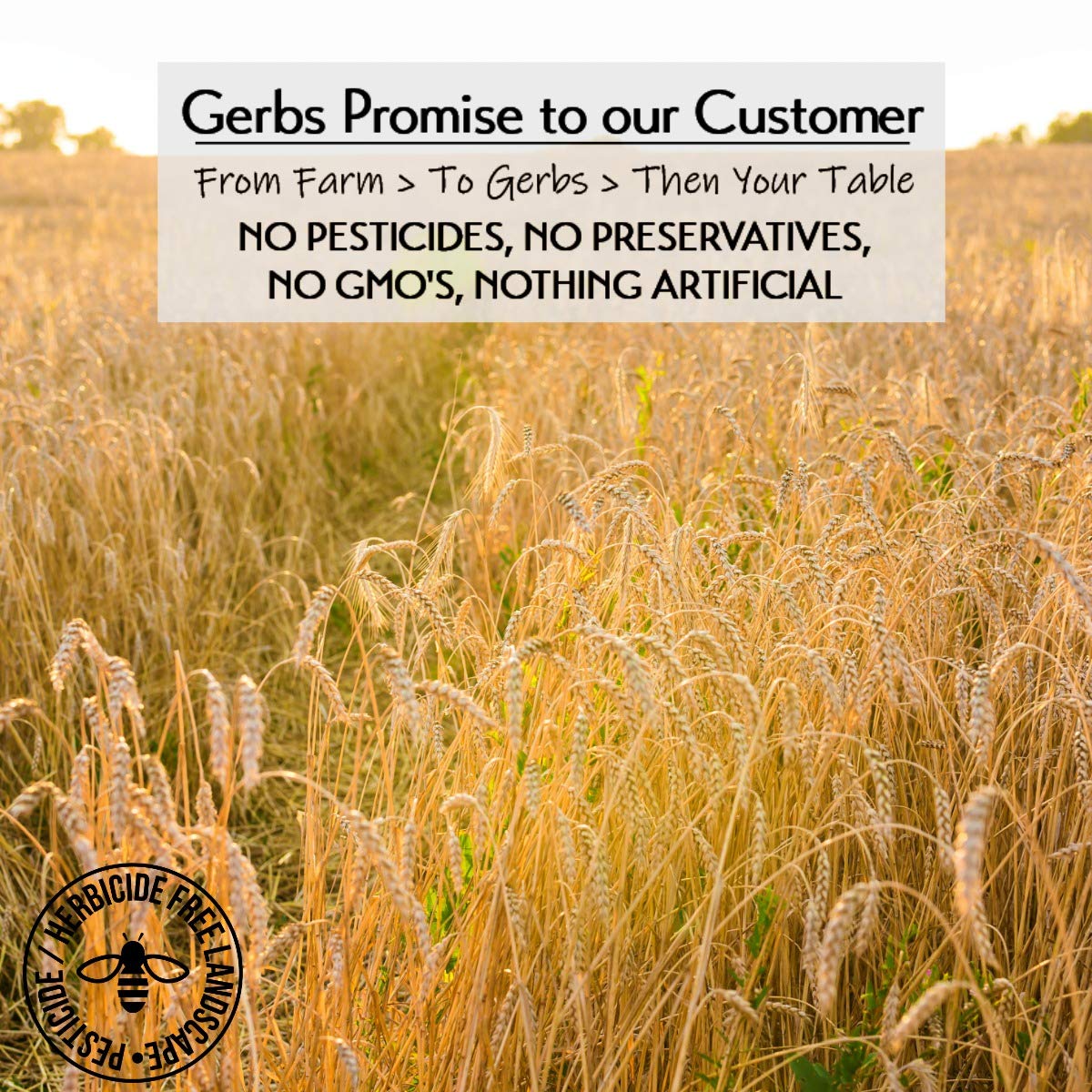 Gerbs Super 5 Seed Granola 2 lbs. | Small Batch, No Additives | Crunchy 5-Seed Blend: Pumpkin, Sunflower, Chia, Hemp & Flax | Top 14 Allergen-Free