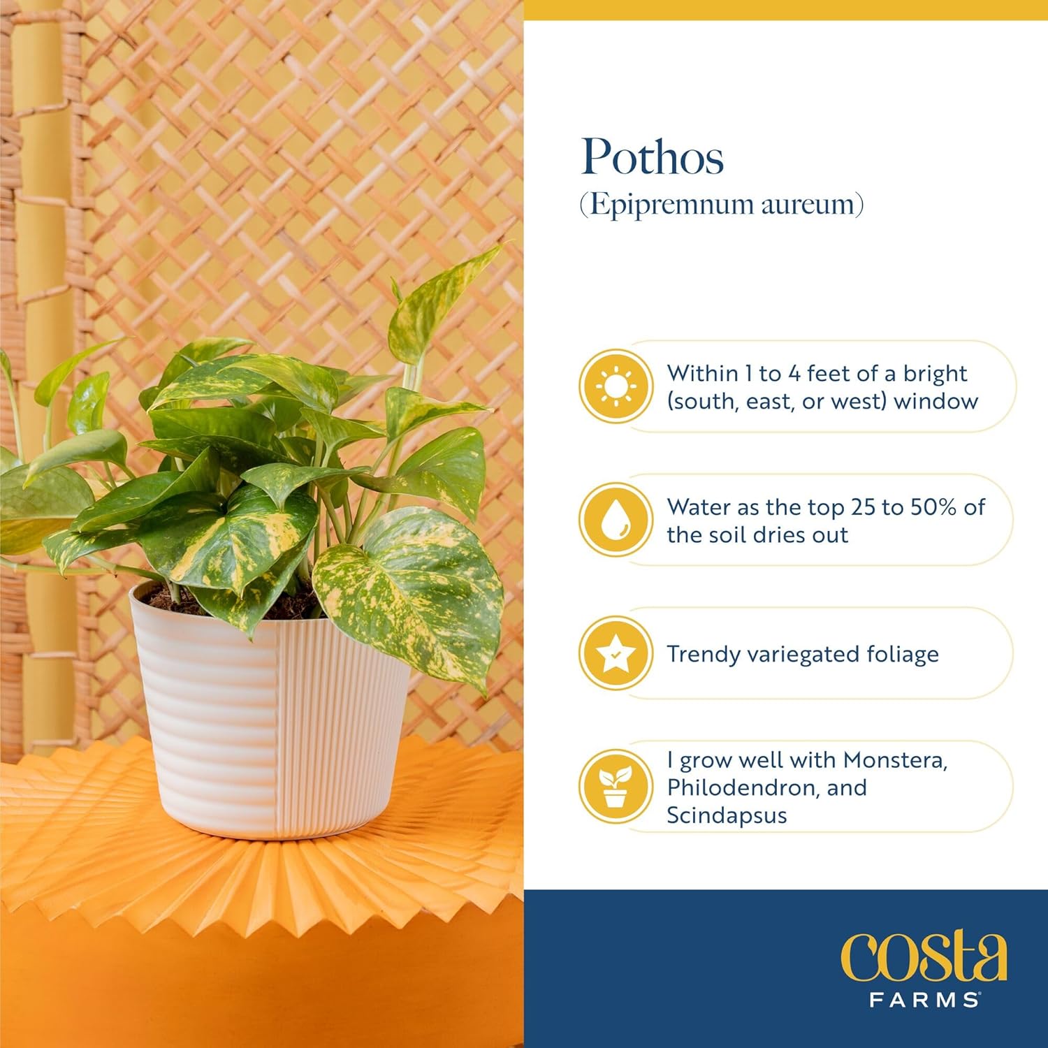 Costa Farms Golden Pothos, Live Indoor Plant, Trailing Vine, Air Purifying | Fast-growing trailing vine, one of the easiest to grow. Great indoor houseplant. Ideal housewarming or birthday gift.