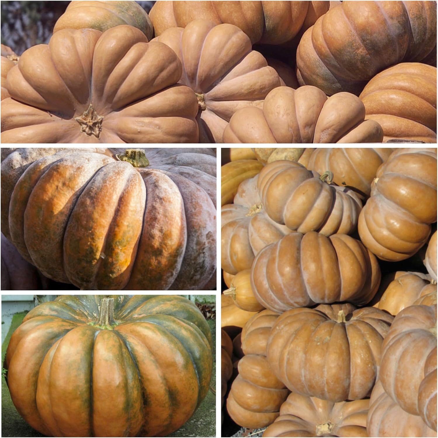 Seed Needs Pumpkin Seeds to Plant 100 Seeds Spooky Mix Non GMO Bulk Pack