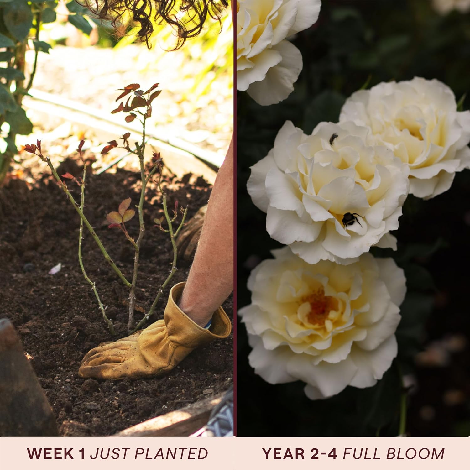 Heirloom Floribunda Roses, Live Own Root Plant, Julia Child™ | Moderately Fragrant, Hardiness Zones: 6-10, Continual Blooming,For Outdoor Gardens, Planters, and Pots
