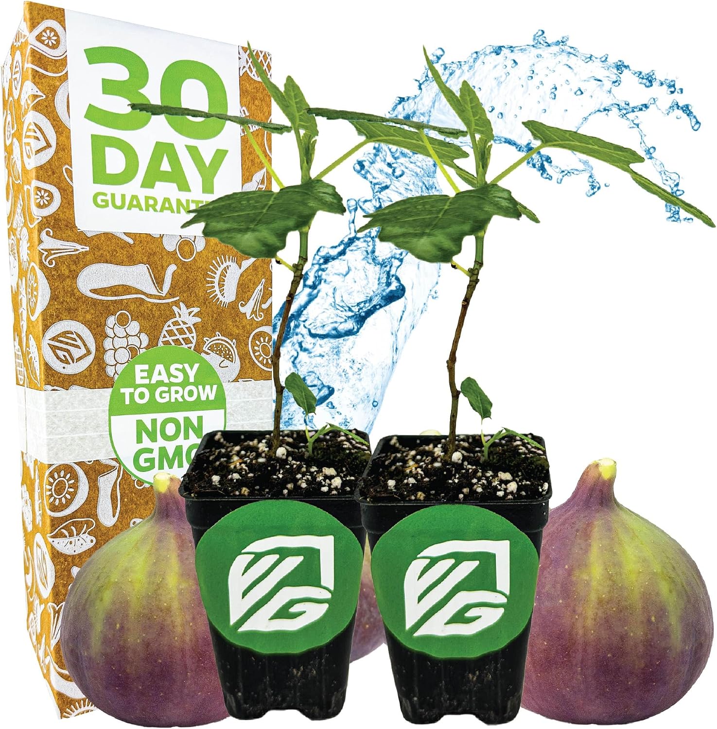 Olympian Fig Tree Live Plant - Ficus carica by Wellspring Gardens - Starter Plant Ideal for Gardens & Containers - Great for Indoor Houseplants, Outdoor Landscaping & Garden Planting