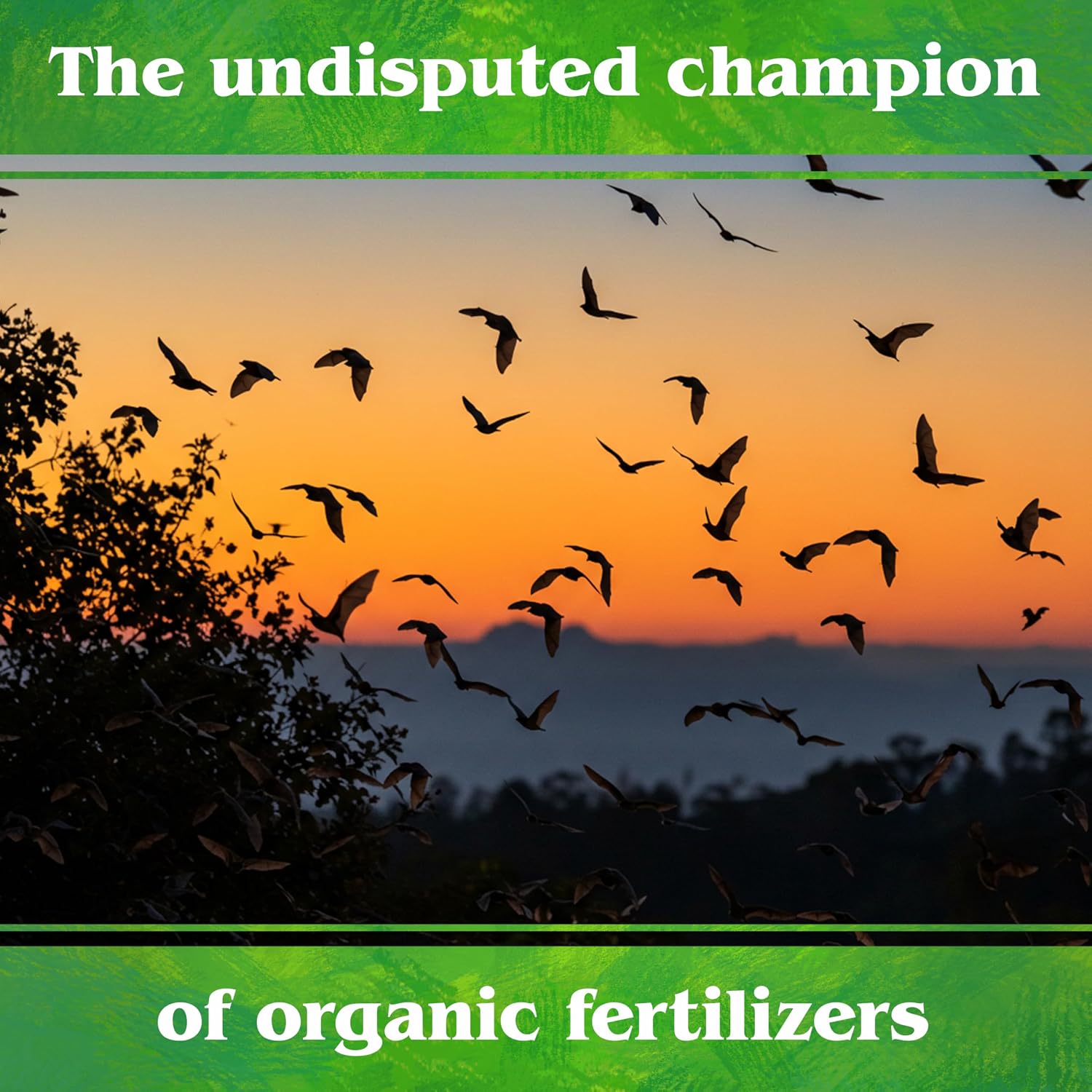 Down To Earth All Natural Fertilizers Organic Bat Guano - 7-3-1, 0.25 lb | High Nitrogen Plant Food for Rapid Vegetative Growth, Fast-Acting in Vegetable Gardens, Flower Gardens