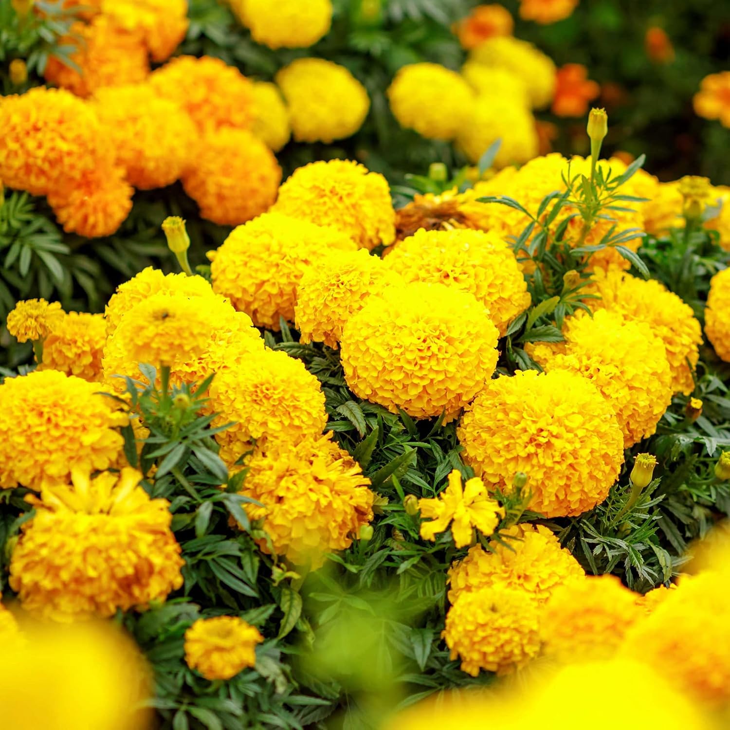 Park Seed Whopper Mix Marigold Flower Seeds – Giant 4-Inch Double Blooms in Yellow, Gold & Orange, Compact and Weather-Resistant Plants, Easy to Grow for Beds or Containers – Pack of 25