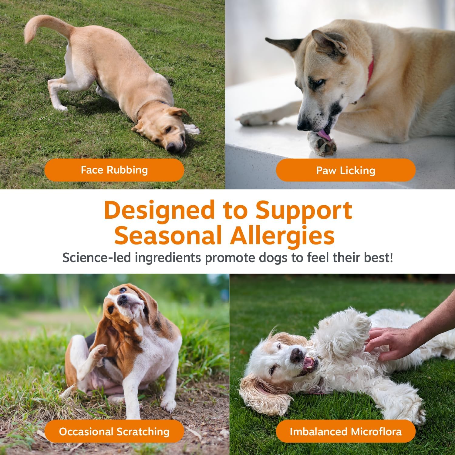 Zesty Paws Allergy Immune Bites - Dog Allergy Chews, Dog Probiotics for Itchy Skin and Ears, Lamb, 90ct
