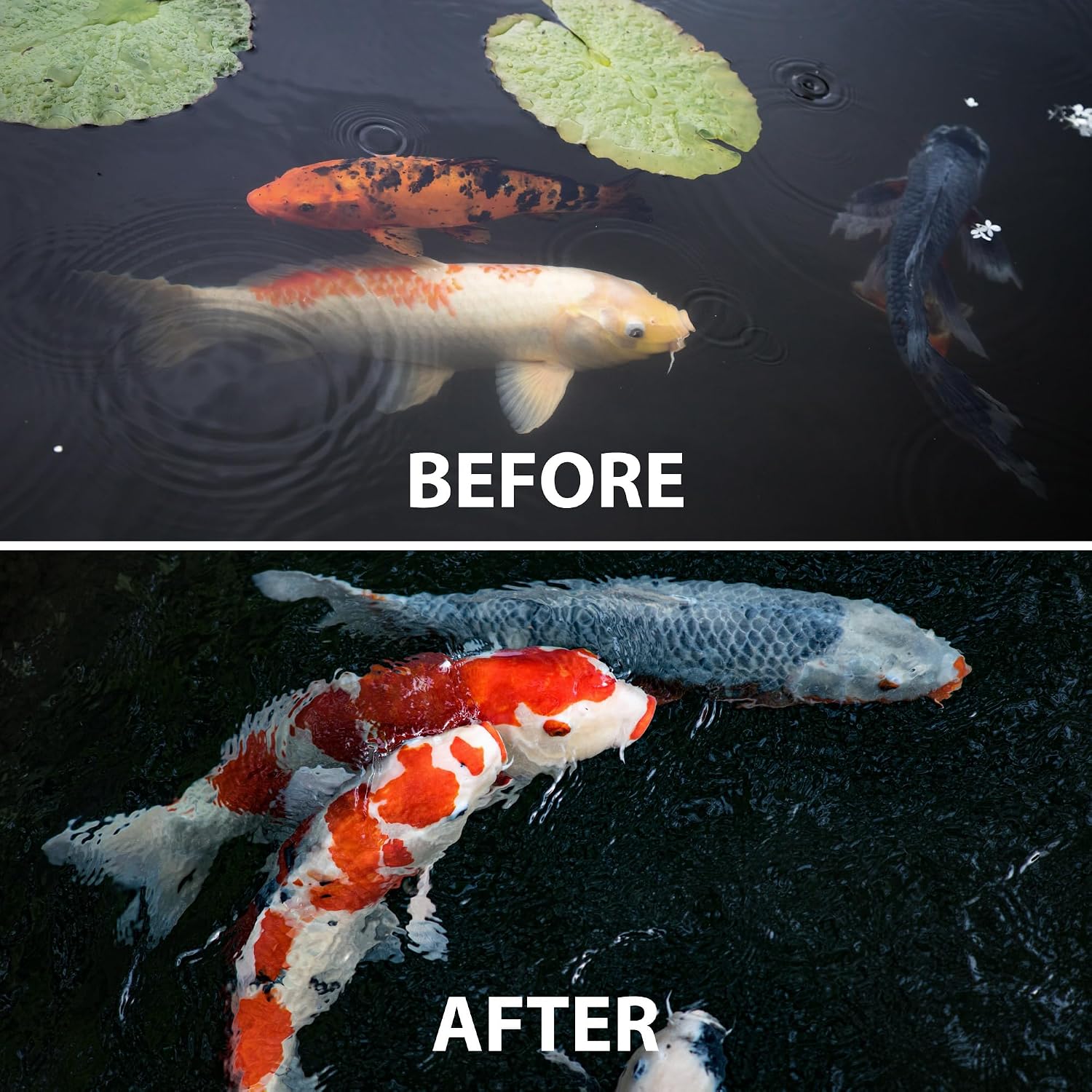 CrystalClear WheatGerm Fish Food for Freshwater Ponds, 2.2 Pound Bucket | Floating pellets with protein-rich food, ideal for cooler spring & fall seasons, supports pond fish in cold water