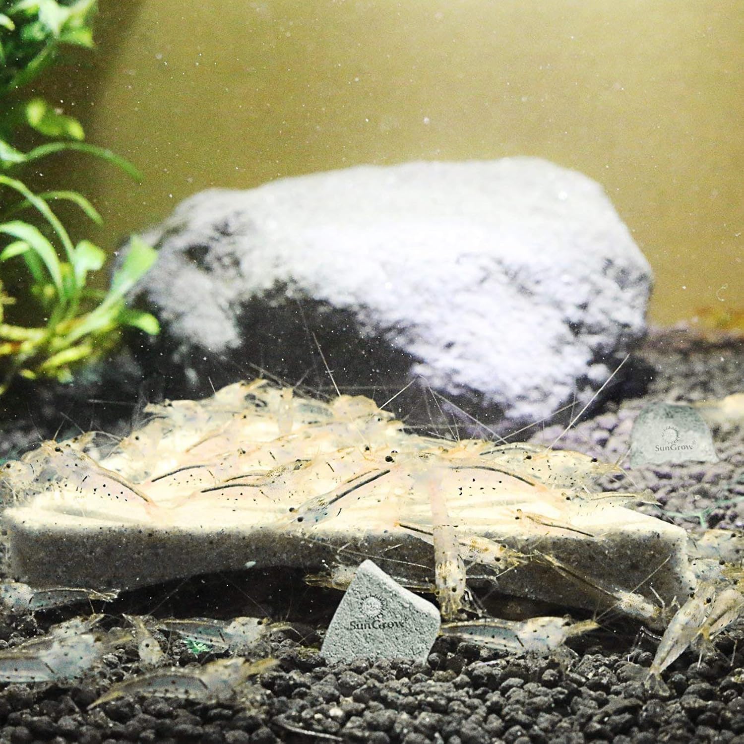 SunGrow Shrimp Rocks, Calcium, Magnesium Rocks for Crayfish, Hermit Crab, Snails, Crustacean Care, Aquarium Decor for Crystal Red, Amano and Ghost Shrimps, Nano Tank Accessories, Fish Tank Supplies