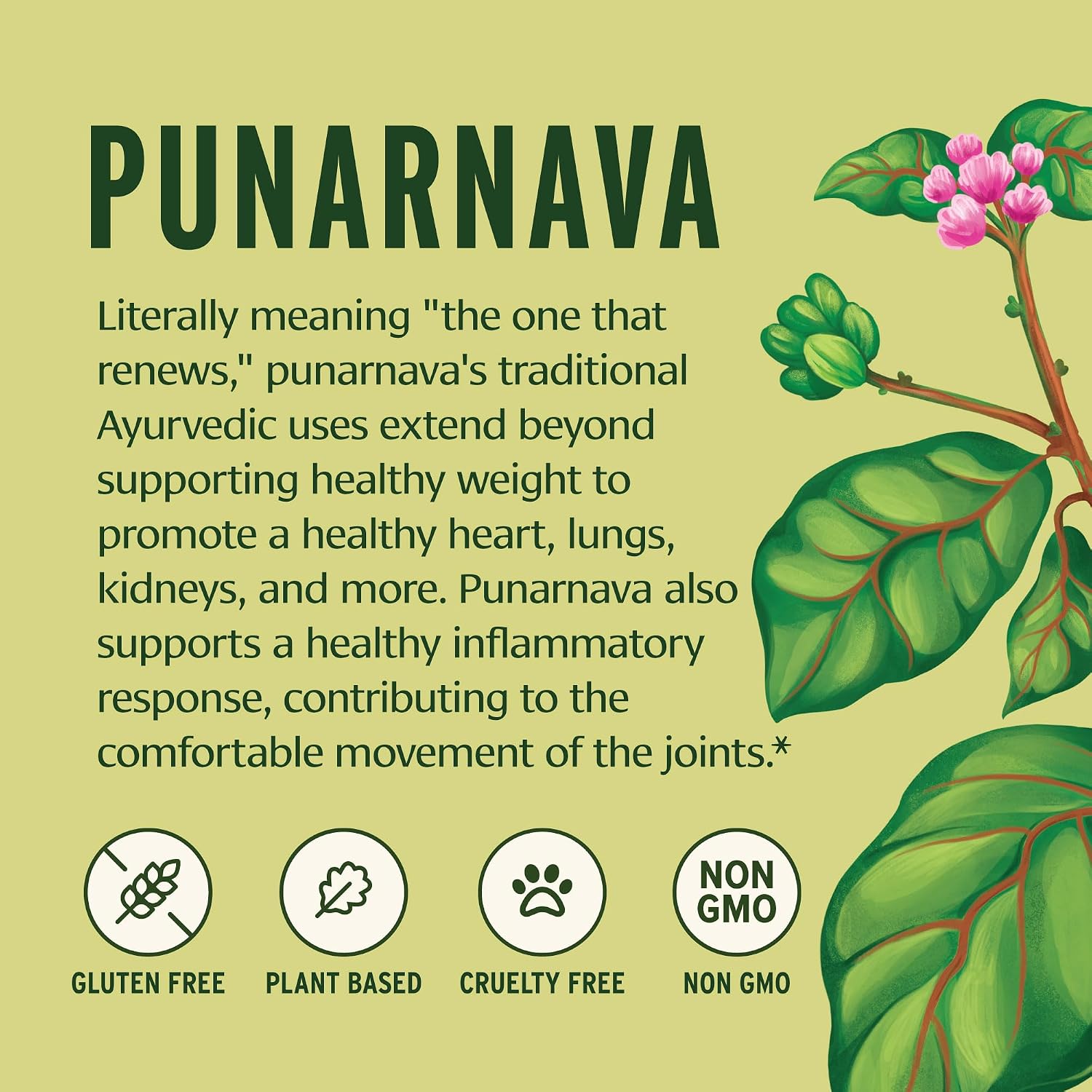 Banyan Botanicals Punarnava Powder – Organic Punarnava (Boerhavia Diffusa) – Traditional Support for Healthy Weight Management* – ½ lb. –