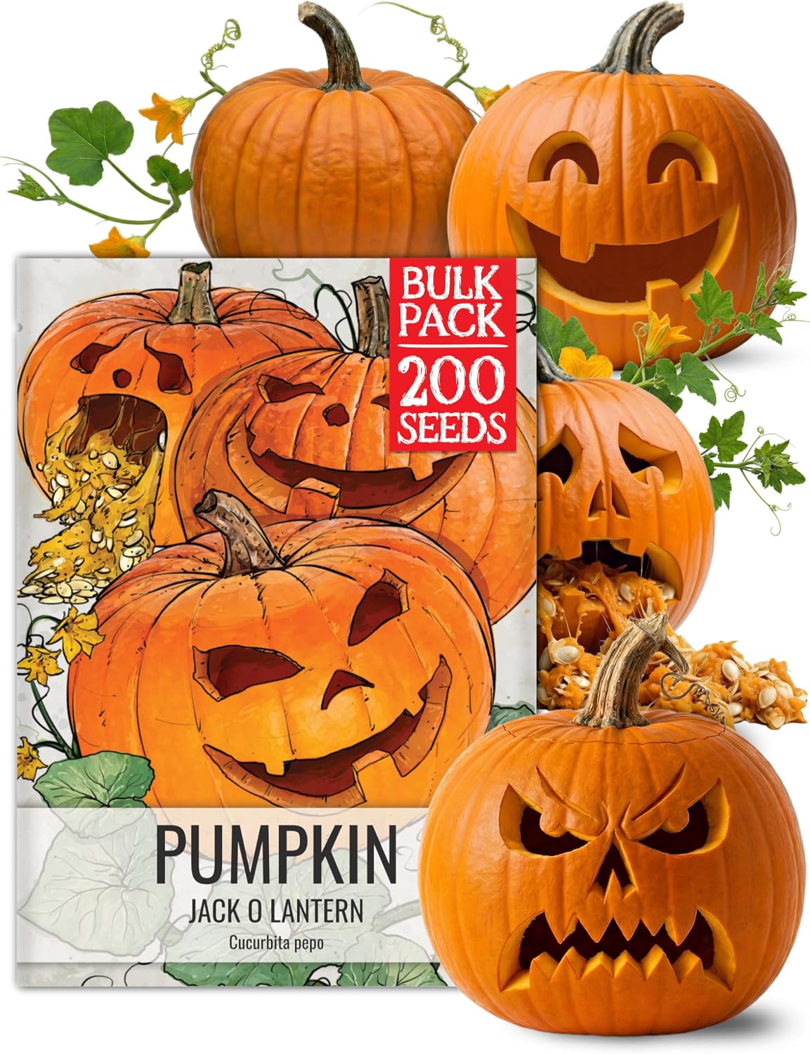 Seed Needs Pumpkin Seeds to Plant 100 Seeds Spooky Mix Non GMO Bulk Pack