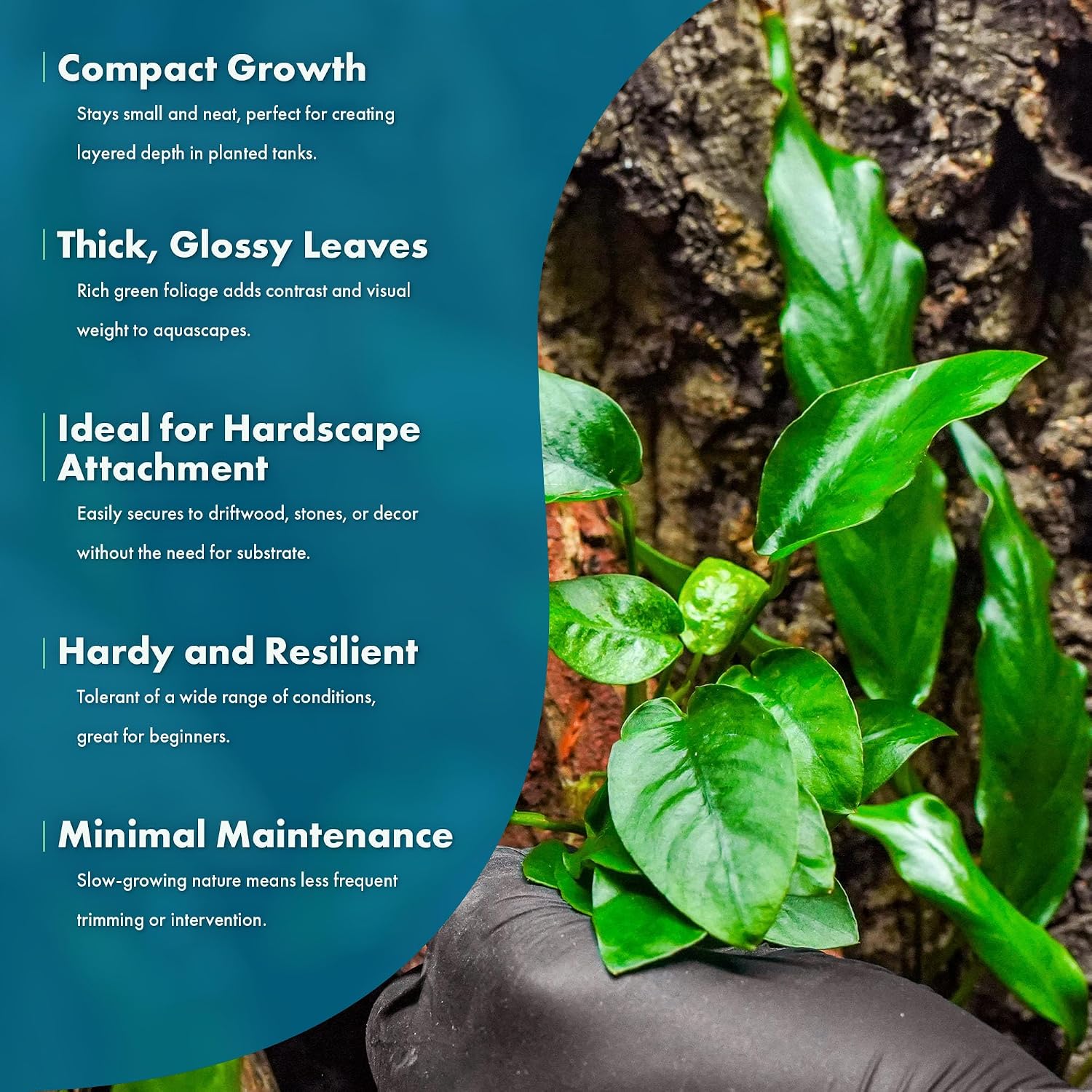 Anubias Nana Live Aquarium Plants - Potted Freshwater Plant for Fish Tanks, Terrariums - Beginner Friendly Low Light (1 Pot)