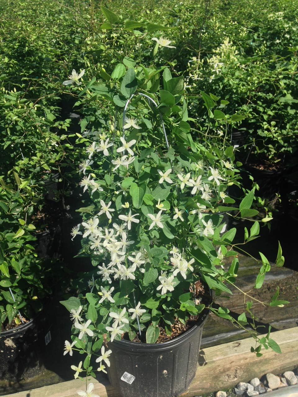 Raymond Evison Clematis - Clematis Giselle (Clematis) Perennial, pink flowers, 8`` - Size Container