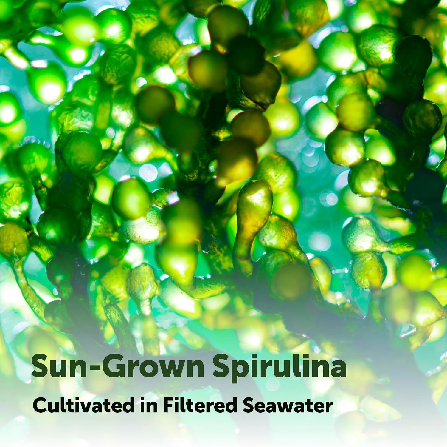 Micro Ingredients Organic Spirulina Supplement, 720 Tablets (4 Month Supply), No Filler & Non-GMO, Rich in Vegan Protein, Vitamins & Prebiotics