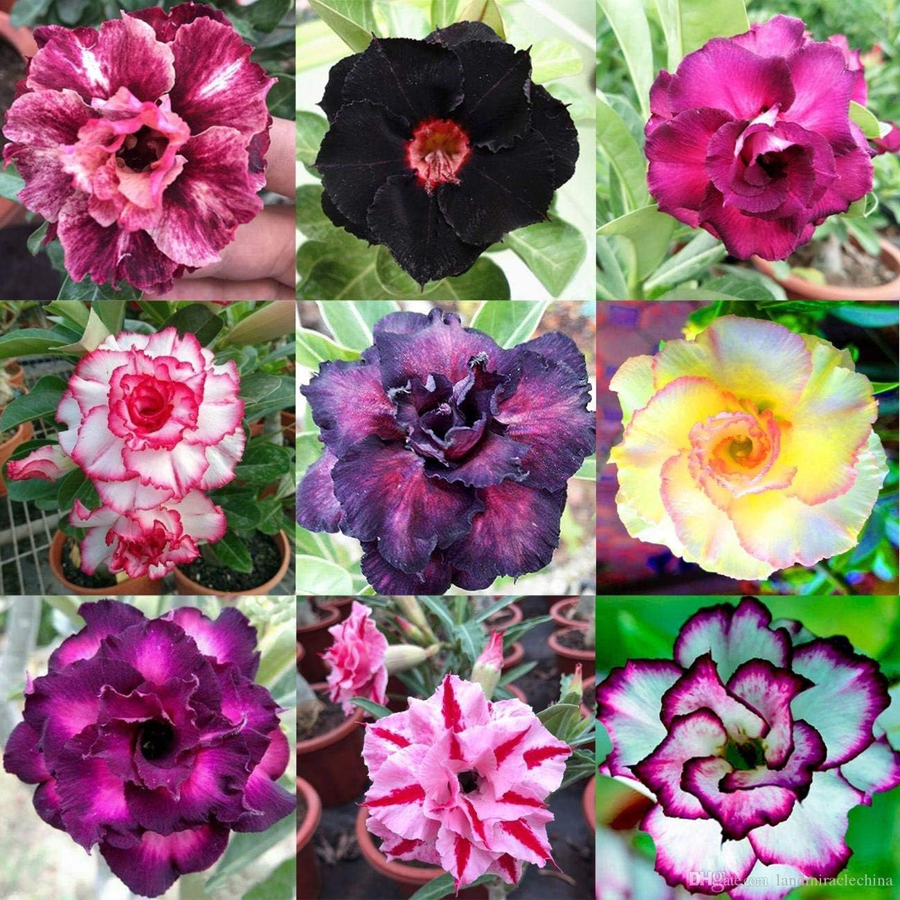 Mixed Color Desert Rose Seeds to Grow | 10 Seeds | Adenium Obesum,10 Seeds to Grow.. Exotic Bonsai Plant