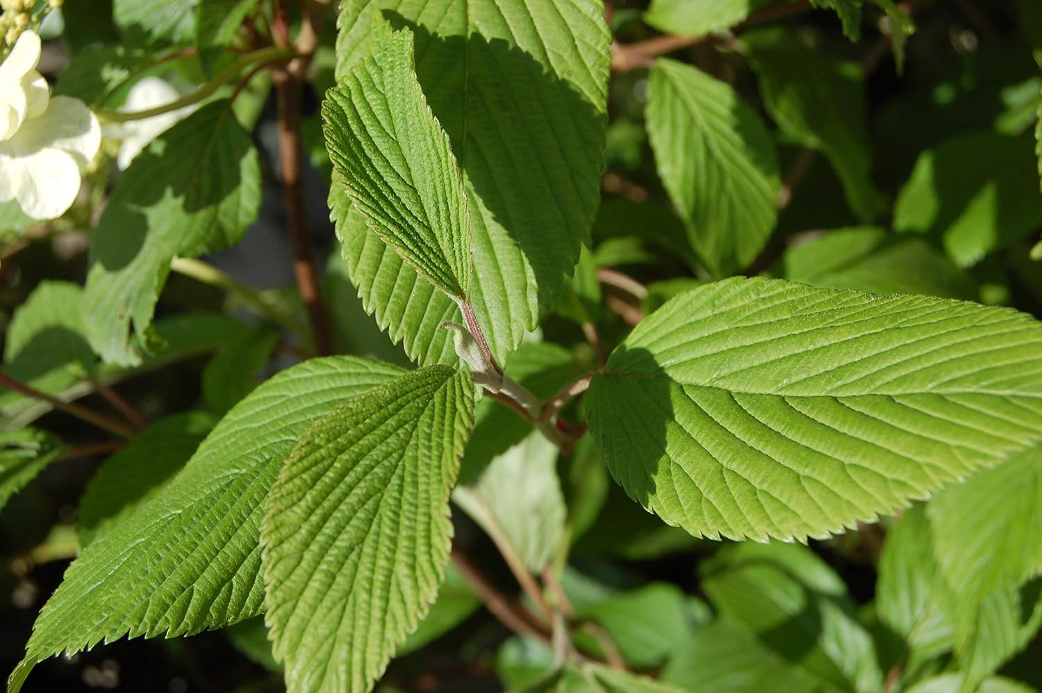 Viburnum p. t. 'Mariesii' (Doublefile Viburnum) Shrub, white flowers, #3 - Size Container