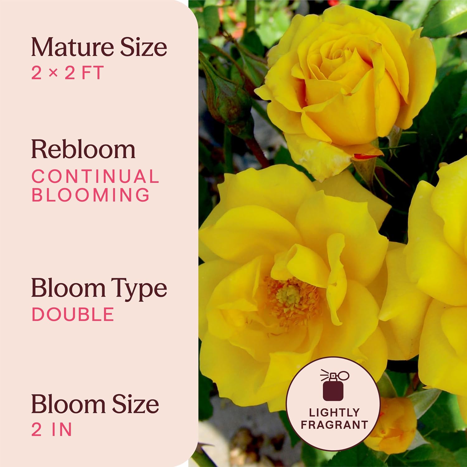 Heirloom Floribunda Roses, Live Own Root Plant, Julia Child™ | Moderately Fragrant, Hardiness Zones: 6-10, Continual Blooming,For Outdoor Gardens, Planters, and Pots