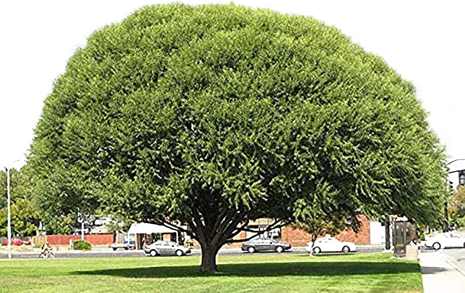 4 Globe Willow Trees - Shade or Privacy Tree - Fast Growing #BC2