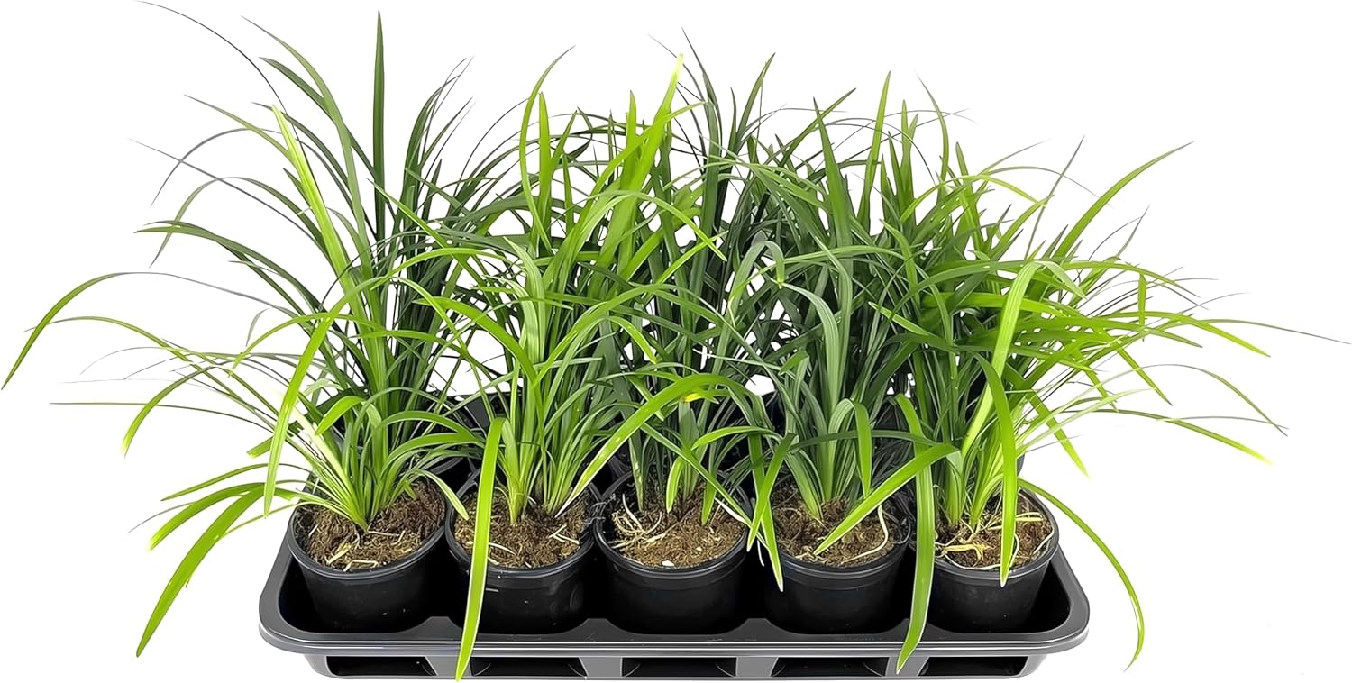 Liriope Super Blue | 10 Live Plants | Liriope muscari 'Super Blue' | Ornamental Ground Cover Plants | Shade-Tolerant Landscaping Perennial