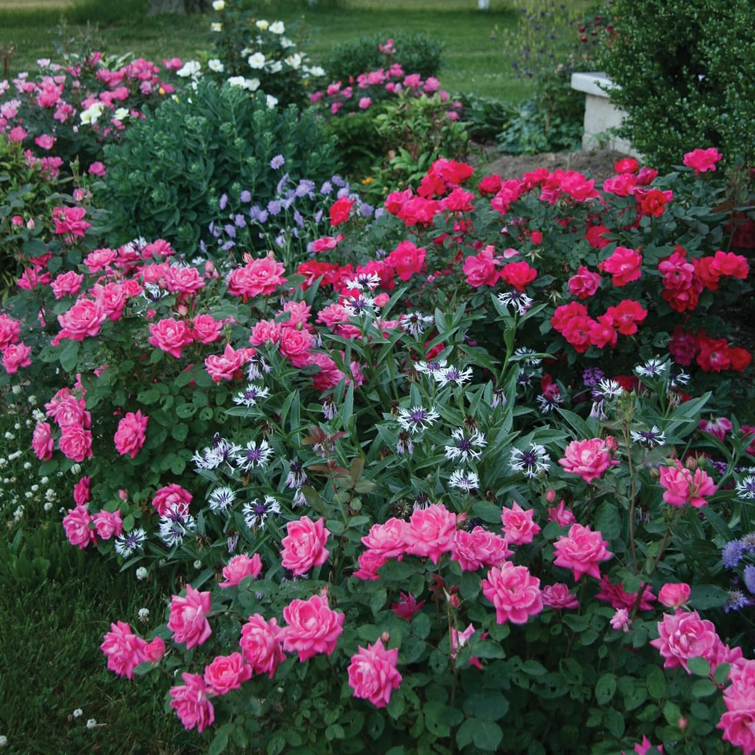 Knock Out 2 Gal. Double Pink Rose Shrub