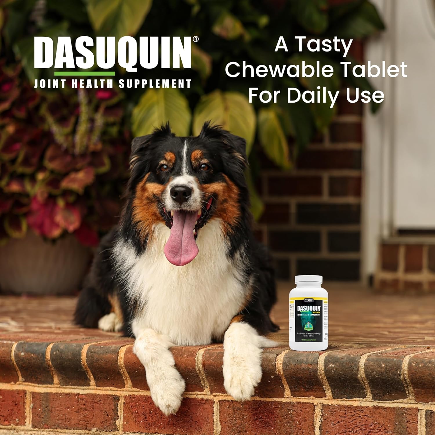 Nutramax Dasuquin MSM Joint Supplement, Small/Med Dogs, Chew Tablets150ct | Glucosamine and Chondroitin, Chewable Tablets for Dogs under 60 lbs