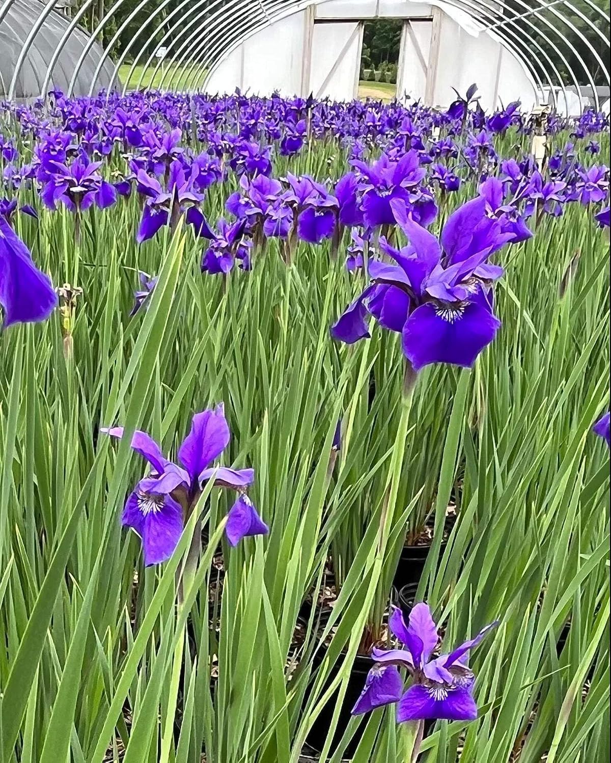 Iris s. 'Caesar's Brother' (Siberian) Perennial, Size-#1 Container, Deep Blue-Violet Flowers