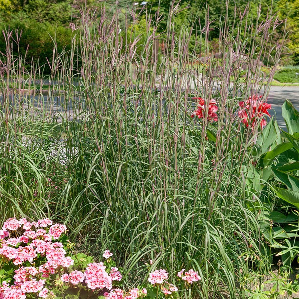 Outsidepride Perennial Andropogon Big Bluestem Grass Seed - 1 lb. Warm Season, Drought Resistant, Native Prairie Grass Seed, Ideal for Erosion Control, Ornamental Landscaping & Wildlife Gardens