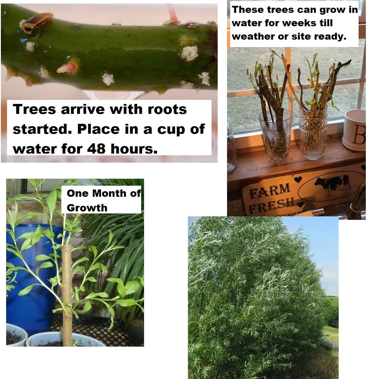 6 Black Willow Trees Cuttings - Easy to Grow - Very Attractive and Fast Growing Shade or Privacy Trees - 6 Live Trees