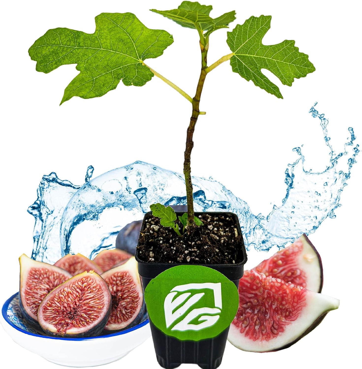Beer's Black Fig Tree (Dwarf Habit) Live Plant - Ficus carica 'Beer's Black' - Wellspring Gardens - Cold-Hardy Fig, Dwarf Fig Tree, Compact Fig Plant - Fruit Bearing Starter Tree