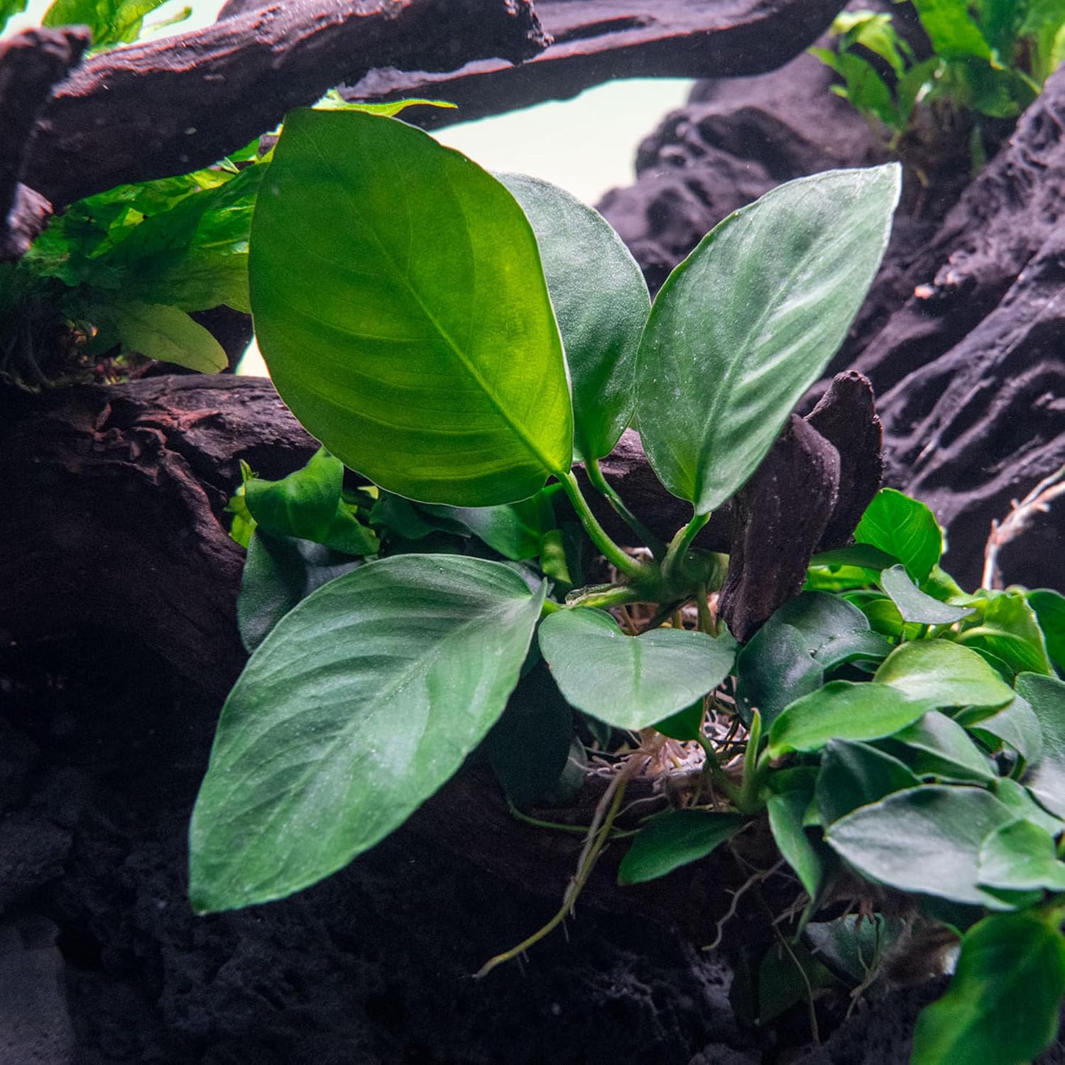 Anubias Nana Live Aquarium Plants - Potted Freshwater Plant for Fish Tanks, Terrariums - Beginner Friendly Low Light (1 Pot)
