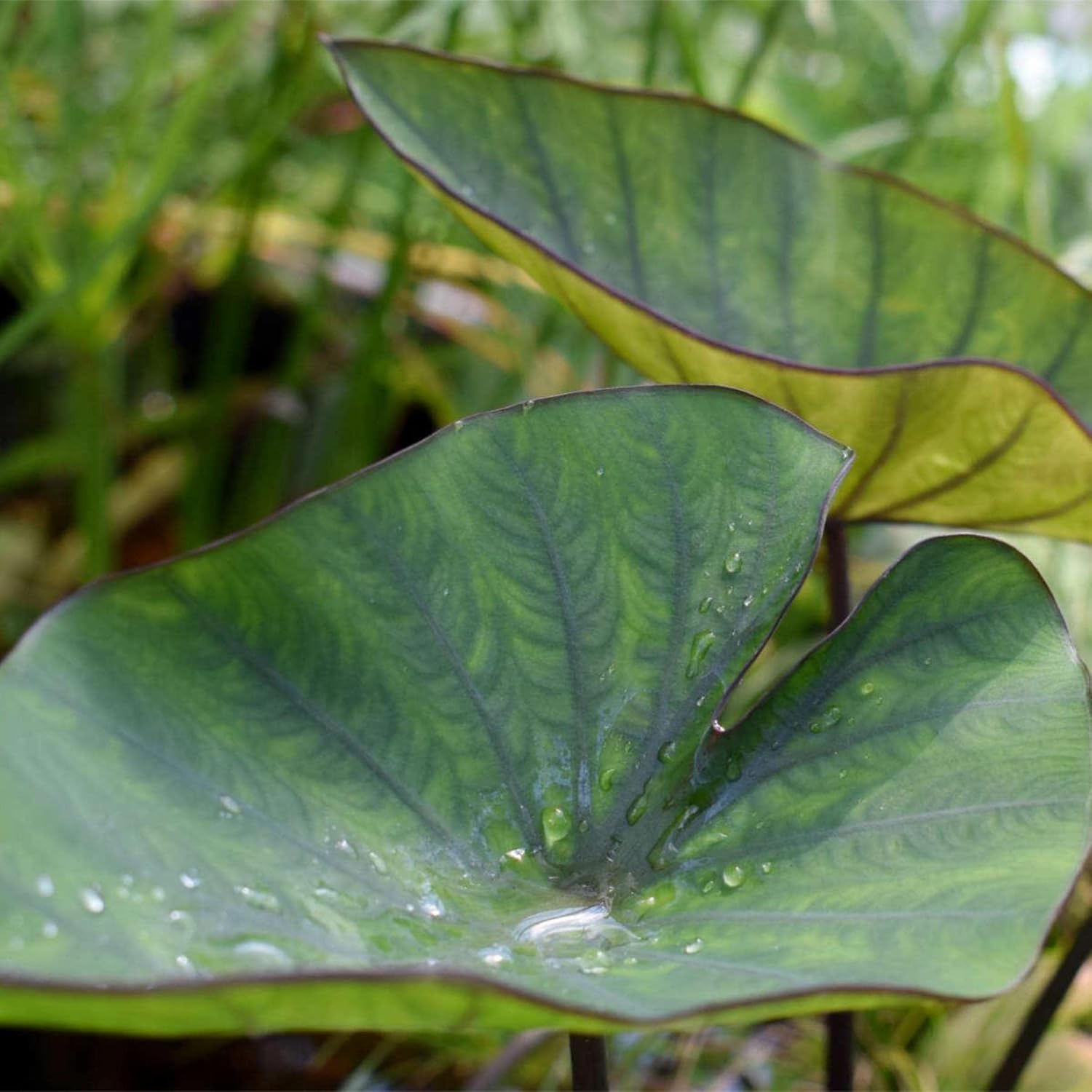 ‘Black Magic’ Taro, a Great Live Pond Plant for Your Water Garden. Filters The koi and Goldfish Pond. Good for Bogs