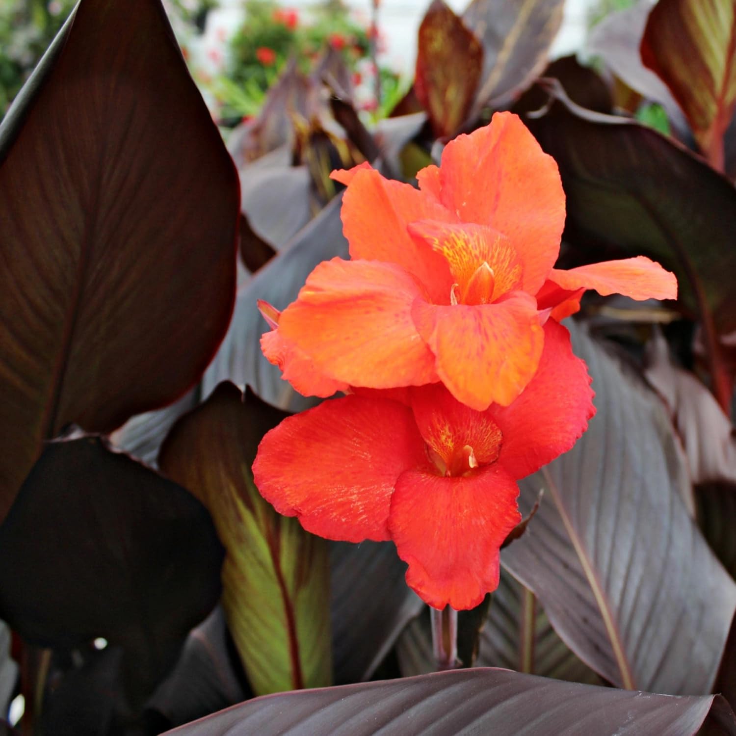 ‘Black Magic’ Taro, a Great Live Pond Plant for Your Water Garden. Filters The koi and Goldfish Pond. Good for Bogs