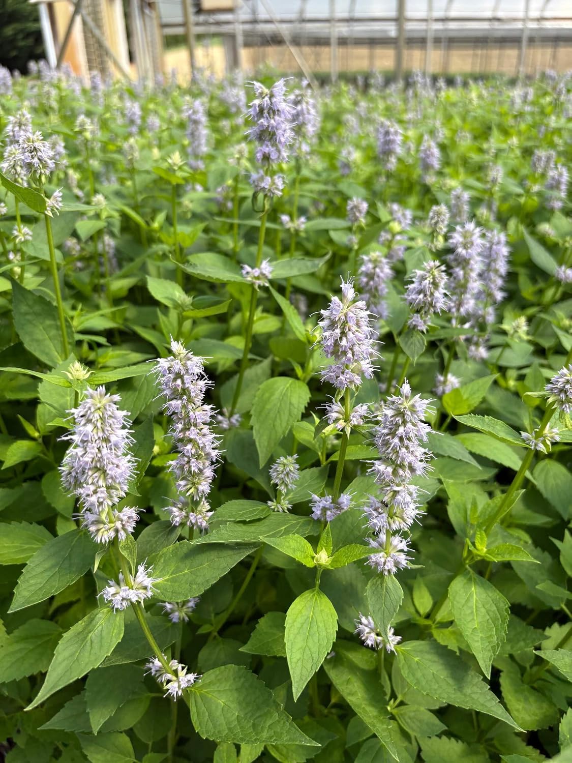 Agastache x 'Blue Fortune' (Mexican Hyssop) Perennial, Size-#1 Container, Violet Flowers
