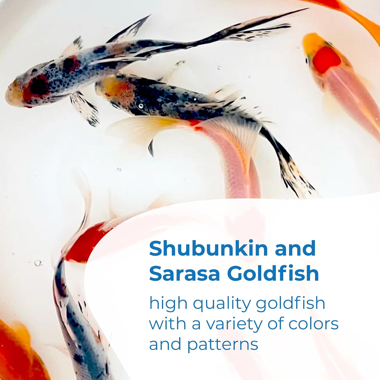 Toledo Goldfish Live Shubunkin and Sarasa Goldfish Combo, Live Fish with a Variety of Colors and Patterns - Perfect for Ponds, Tanks, and Aquariums - 3-4 Inches, 3 of Each, 6 Total Count