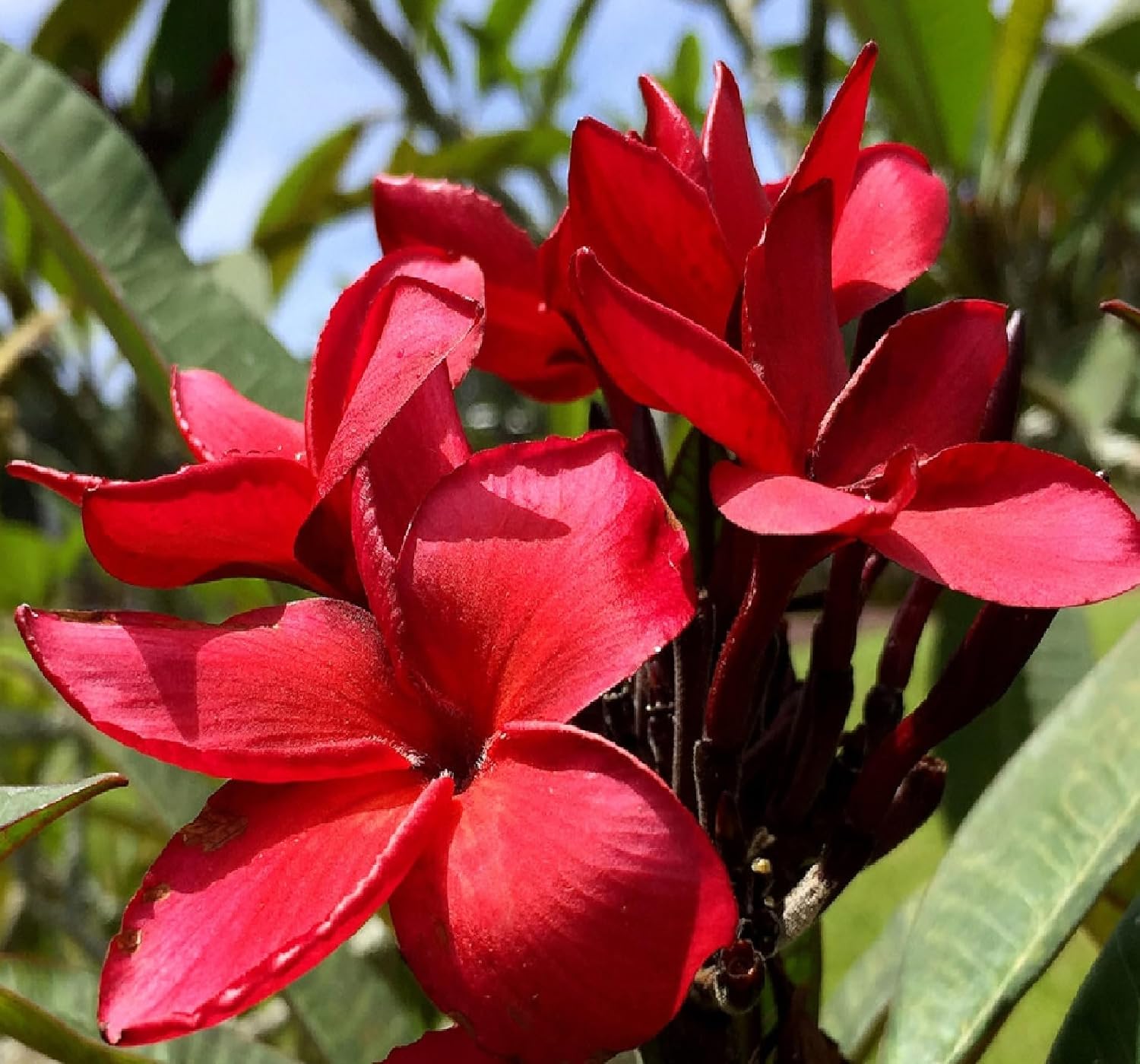 Red Hawaiian Plumeria Cuttings 4 Pk – 11-Inch Unrooted Stem from Big Island Hawaii – Easy to Root, Fragrant Tropical Blooms – for Gardens