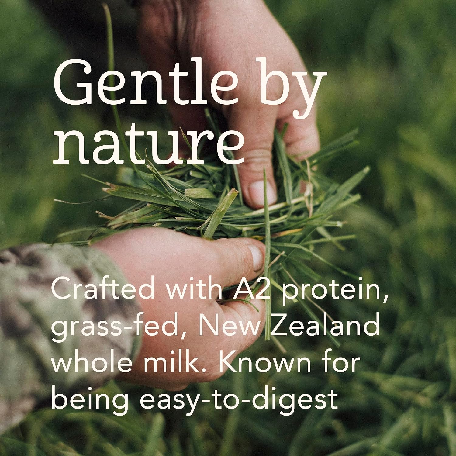 Haven A2 Cow Toddler Formula, Whole Milk, 12+ Months, 14.1oz | No Added Sugar, No Seed Oils, DHA Omega-3, Grass-Fed New Zealand Milk, Probiotics & Prebiotics, Lutein, Easy to Digest