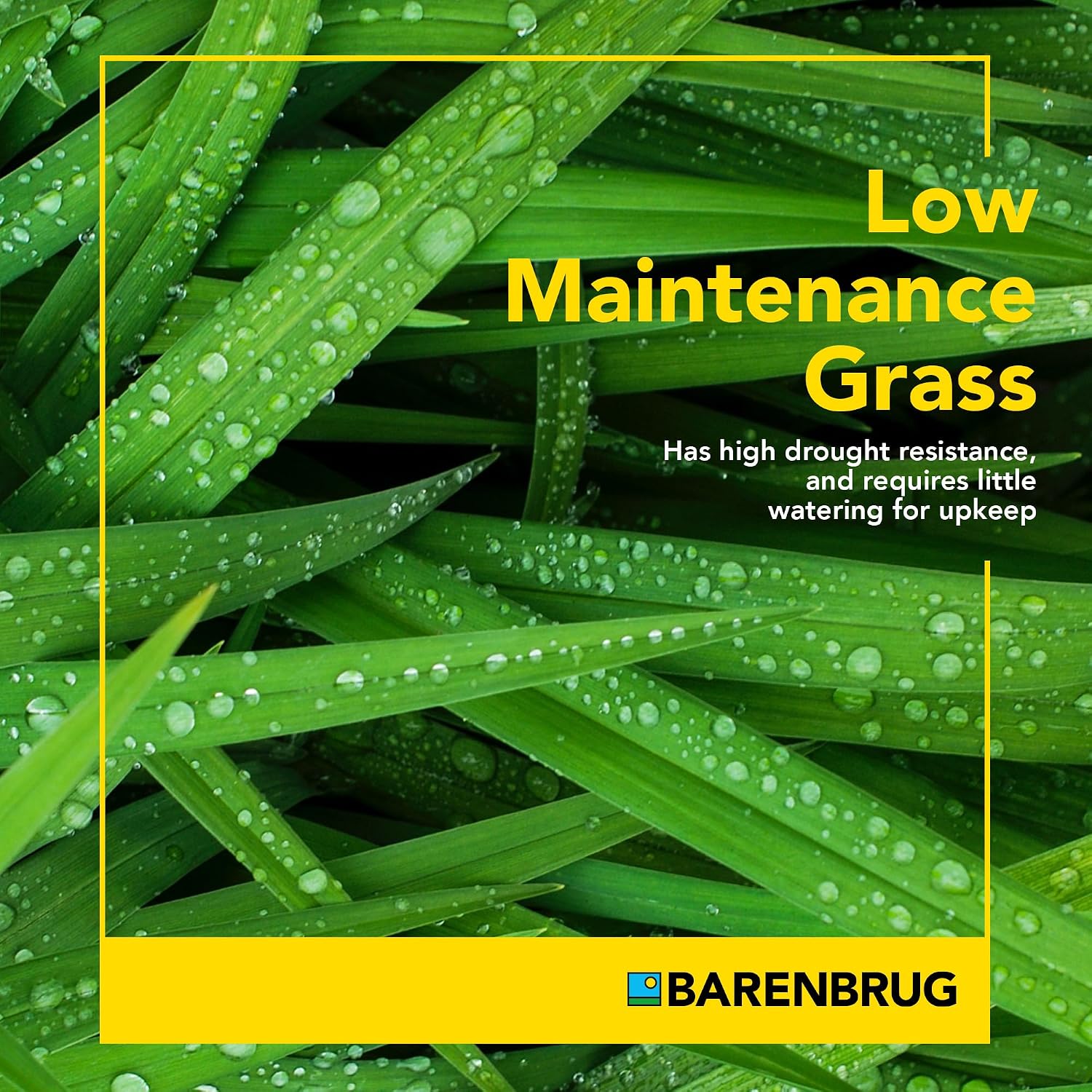 Barenbrug Wonderlawn Winter Grass Seed Mix for Lawn Care and Landscaping, 5 lbs. Bag