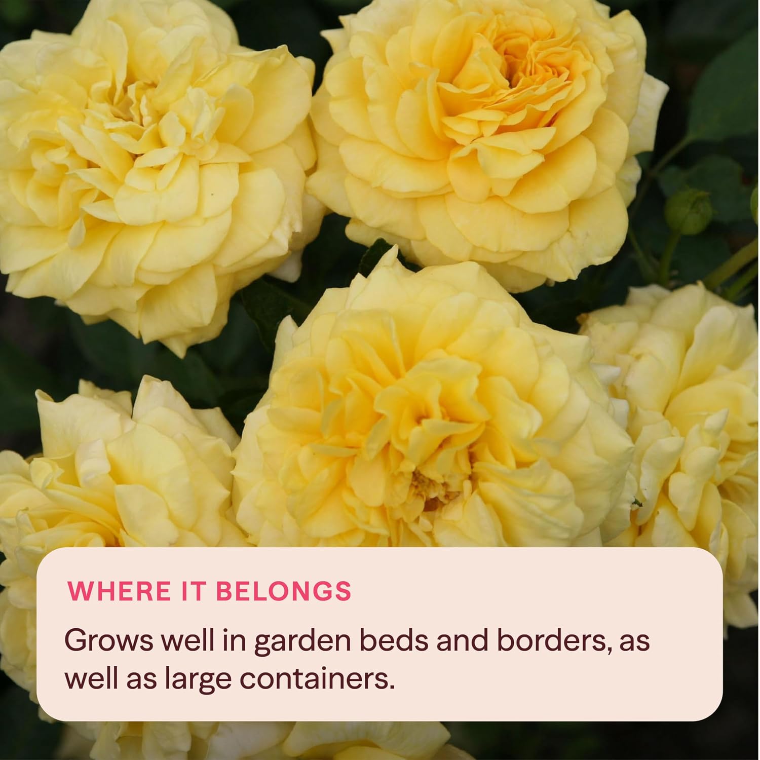 Heirloom Floribunda Roses, Live Own Root Plant, Julia Child™ | Moderately Fragrant, Hardiness Zones: 6-10, Continual Blooming,For Outdoor Gardens, Planters, and Pots