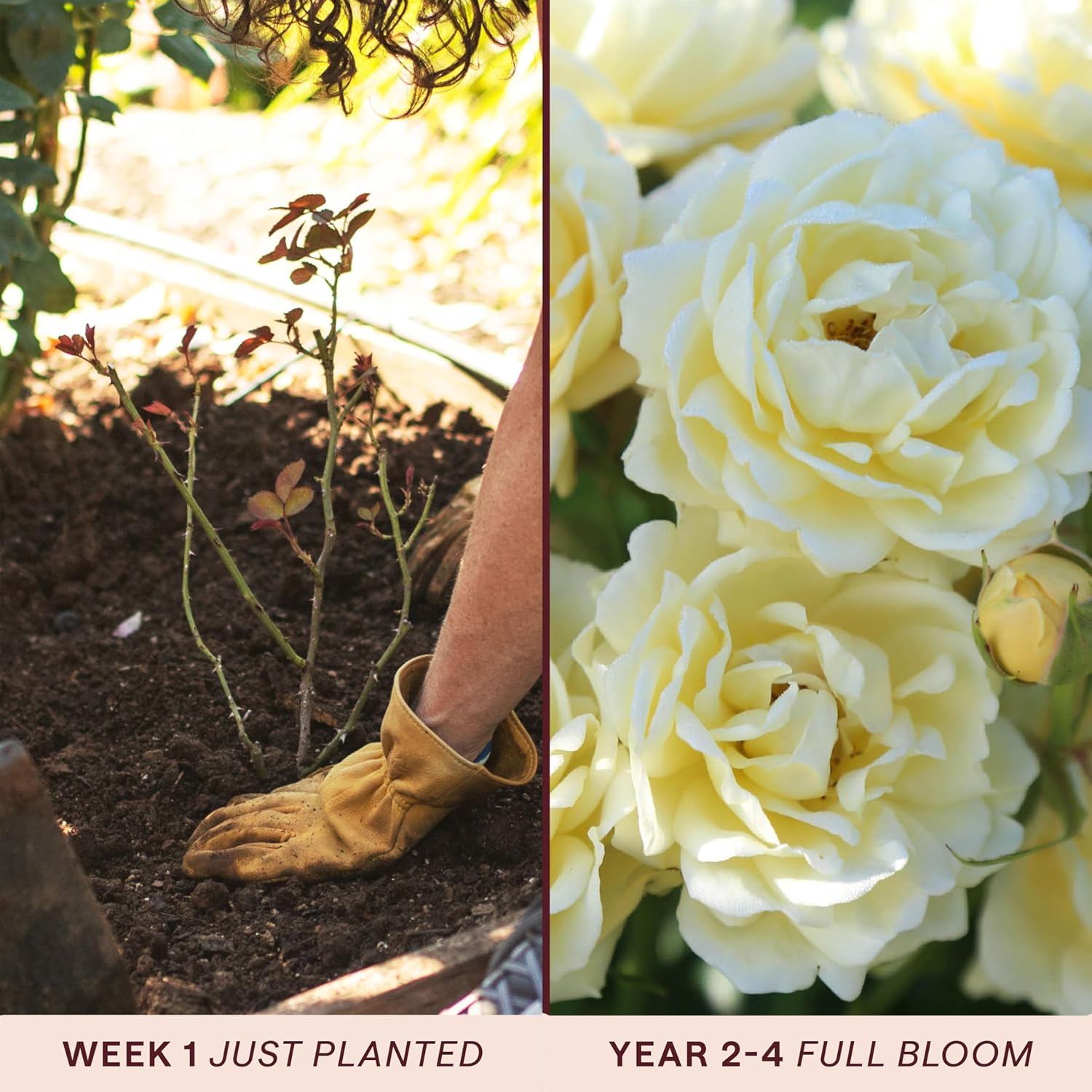 Heirloom Floribunda Roses, Live Own Root Plant, Julia Child™ | Moderately Fragrant, Hardiness Zones: 6-10, Continual Blooming,For Outdoor Gardens, Planters, and Pots