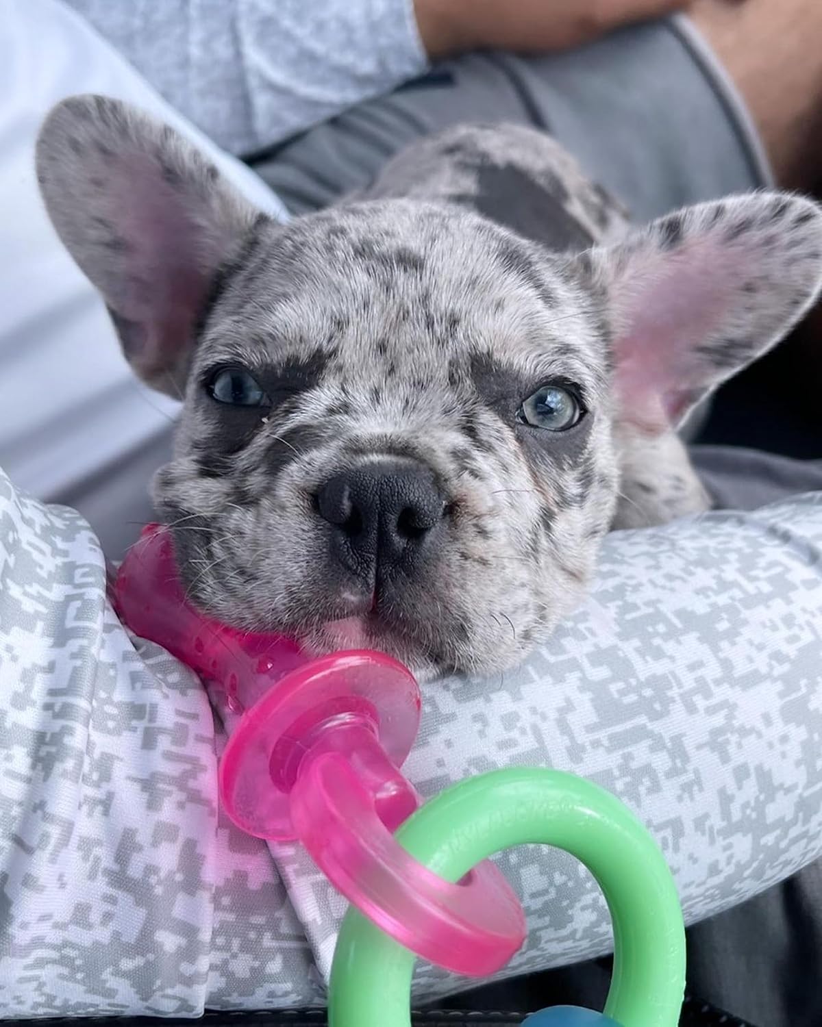 Nylabone Puppy Pacifier Chew Toy, Teething Toys for Puppies up to 25 lbs | Puppy teething toys with bacon flavor, soft material, textured nubs massage gums