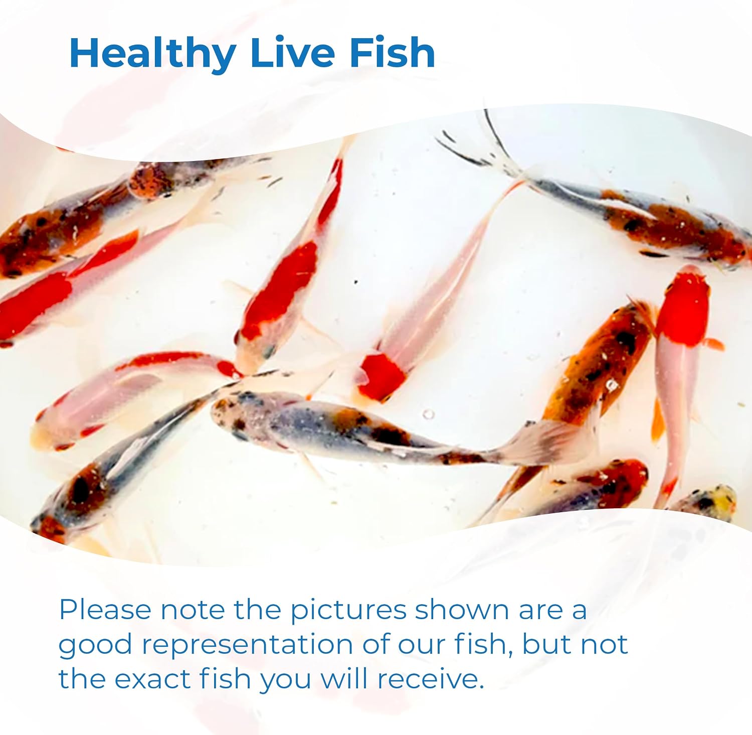 Toledo Goldfish Live Shubunkin and Sarasa Goldfish Combo, Live Fish with a Variety of Colors and Patterns - Perfect for Ponds, Tanks, and Aquariums - 3-4 Inches, 3 of Each, 6 Total Count